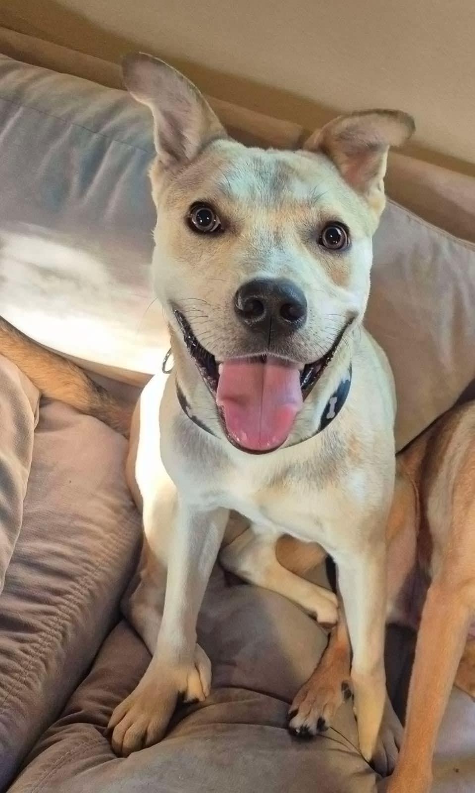 Lumiere, a Adopted mixed breed in Pottsboro, TX image 3/3