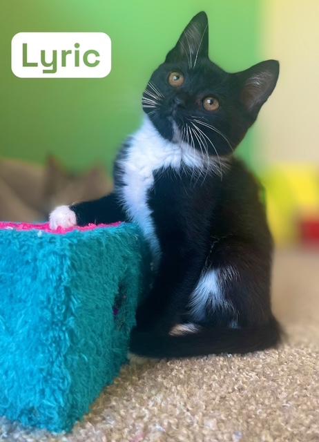 Harmony, Melody & Lyric, an adoptable Tuxedo in Newport, WA, 99156 | Photo Image 4