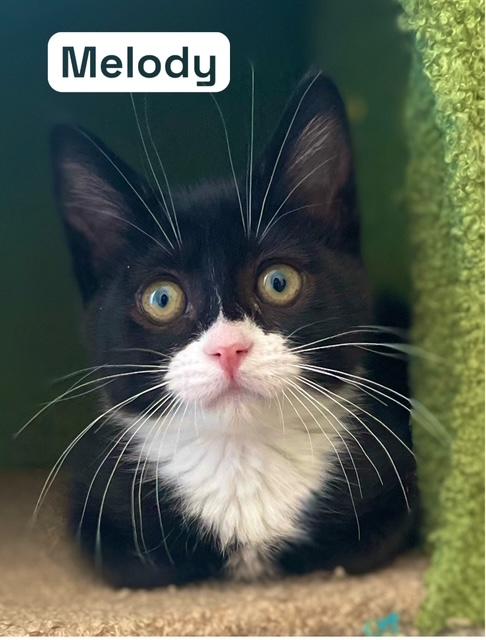 Harmony, Melody & Lyric, an adoptable Tuxedo in Newport, WA, 99156 | Photo Image 3