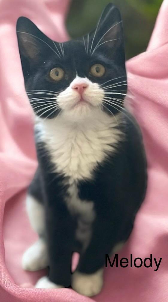 Harmony, Melody & Lyric, an adoptable Tuxedo in Newport, WA, 99156 | Photo Image 6