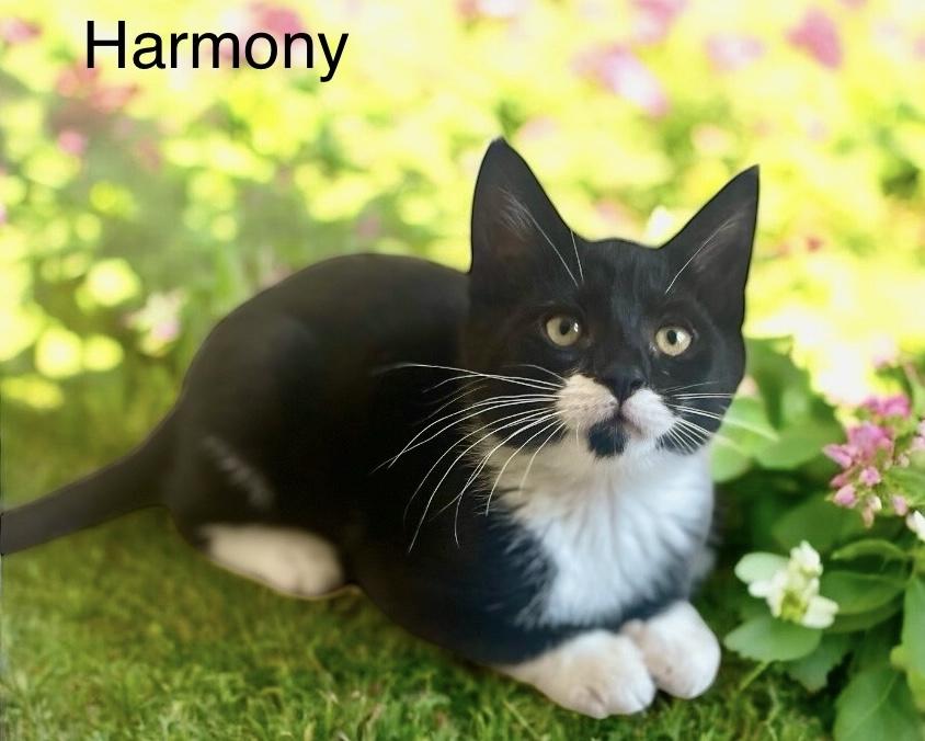 Harmony, Melody & Lyric, an adoptable Tuxedo in Newport, WA, 99156 | Photo Image 5