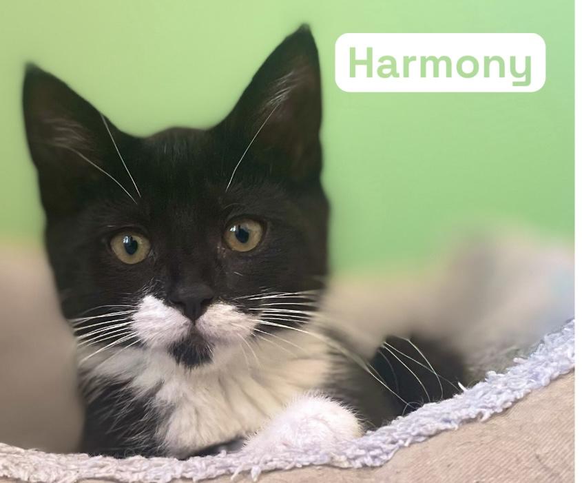 Harmony, Melody & Lyric, an adoptable Tuxedo in Newport, WA, 99156 | Photo Image 2