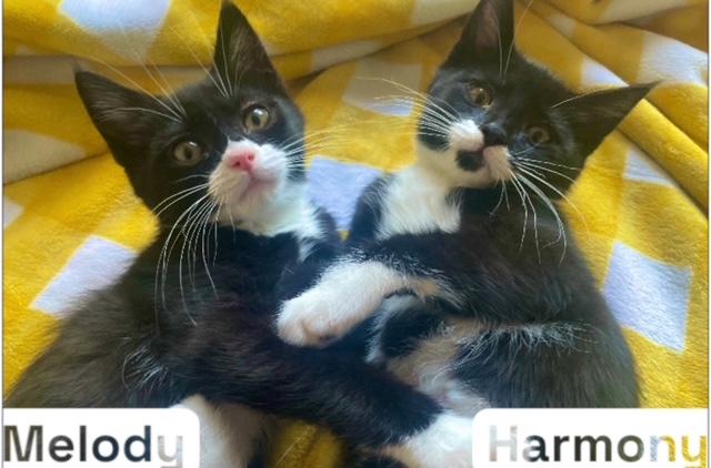 Harmony, Melody & Lyric, an adoptable Tuxedo in Newport, WA, 99156 | Photo Image 1