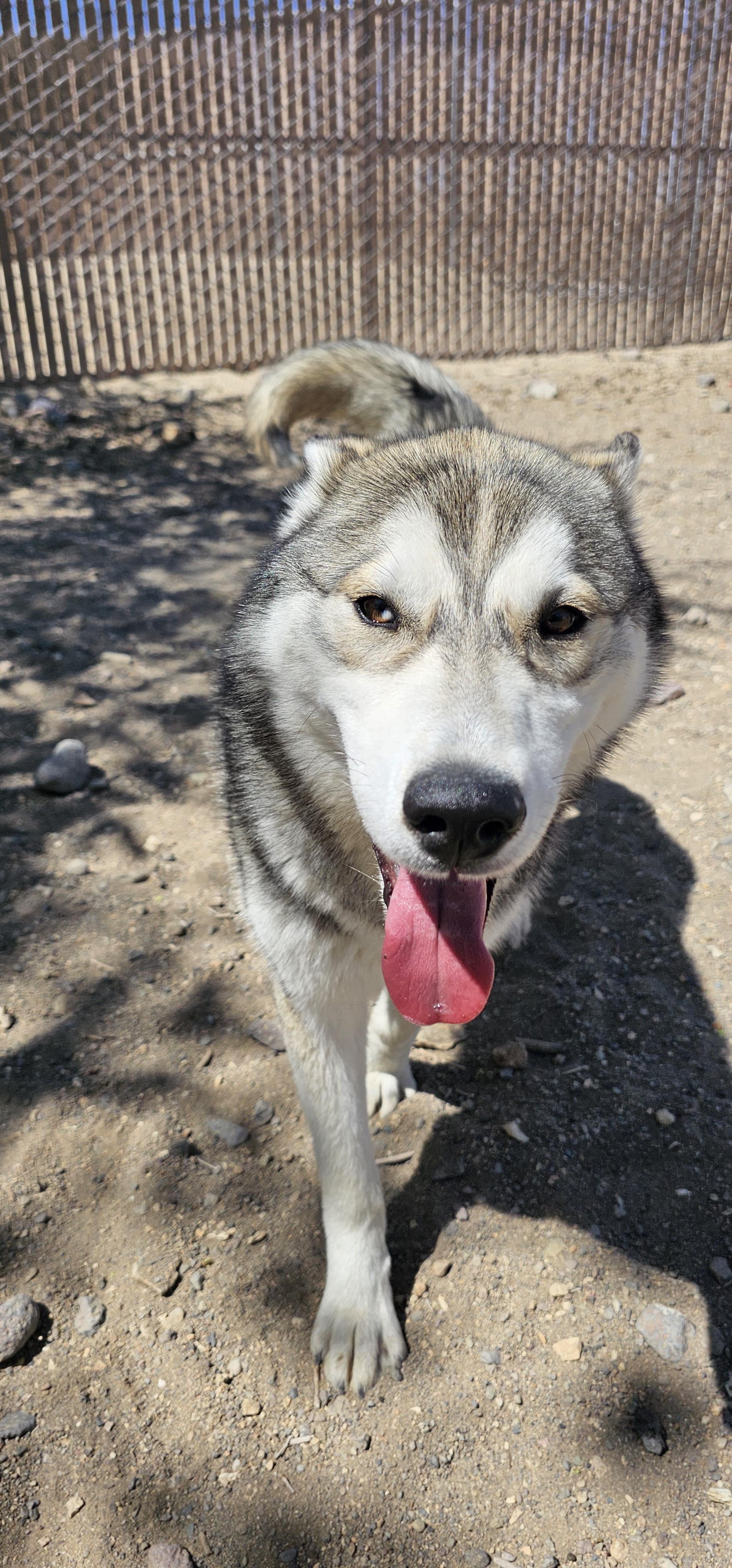 Ringo, an adoptable Husky in Silver Springs, NV, 89429 | Photo Image 3