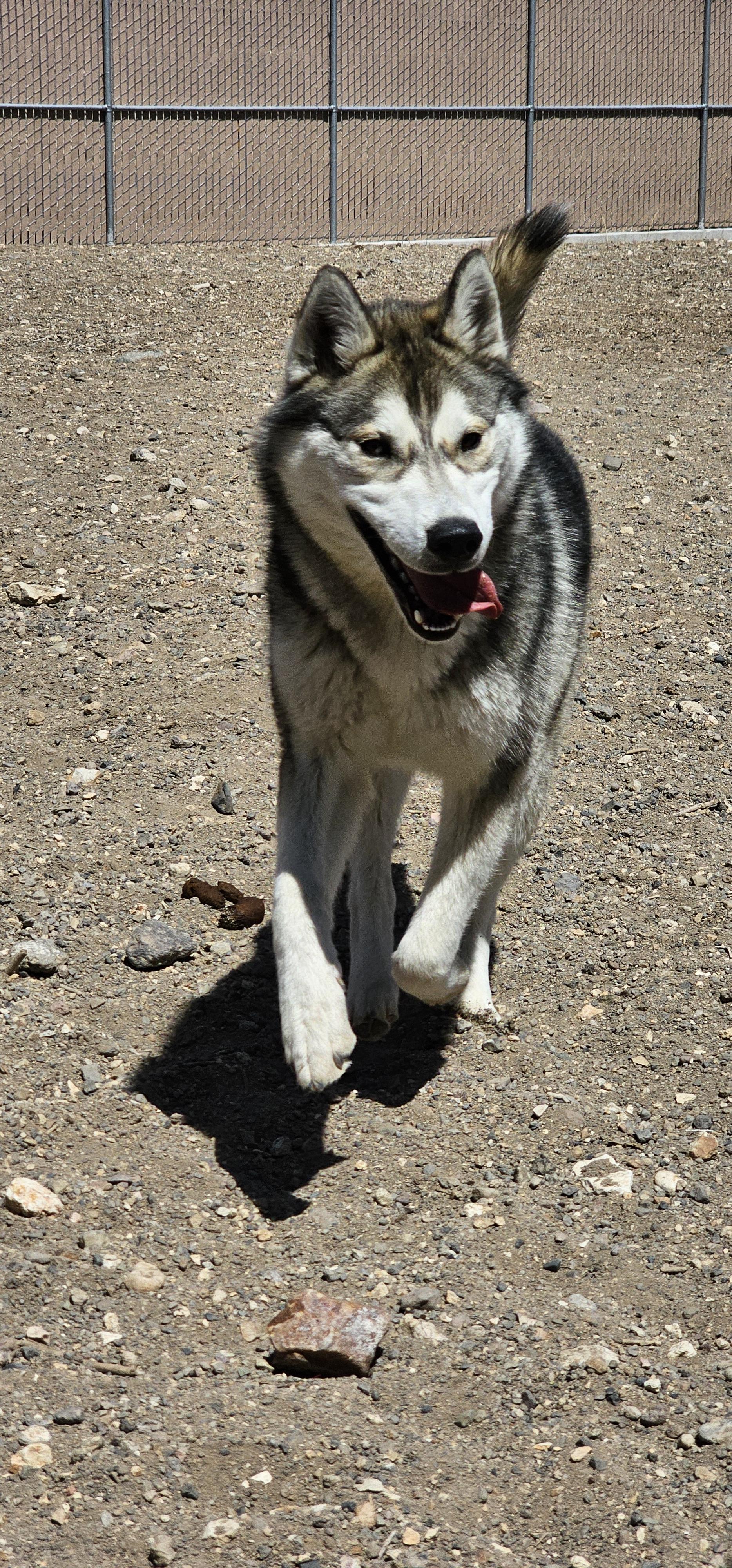 Ringo, an adoptable Husky in Silver Springs, NV, 89429 | Photo Image 6