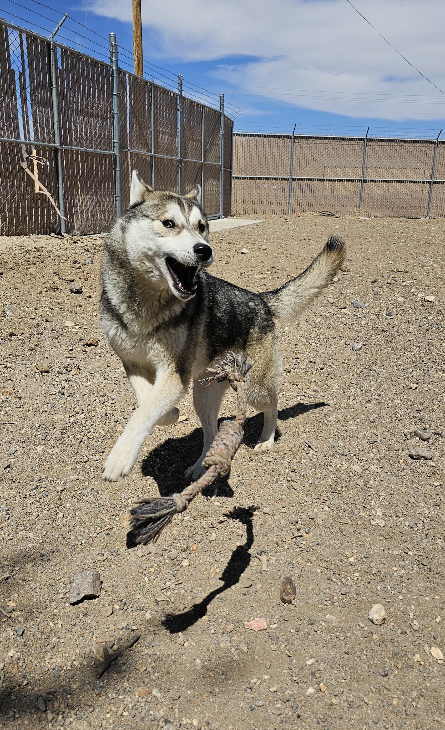 Ringo, an adoptable Husky in Silver Springs, NV, 89429 | Photo Image 4