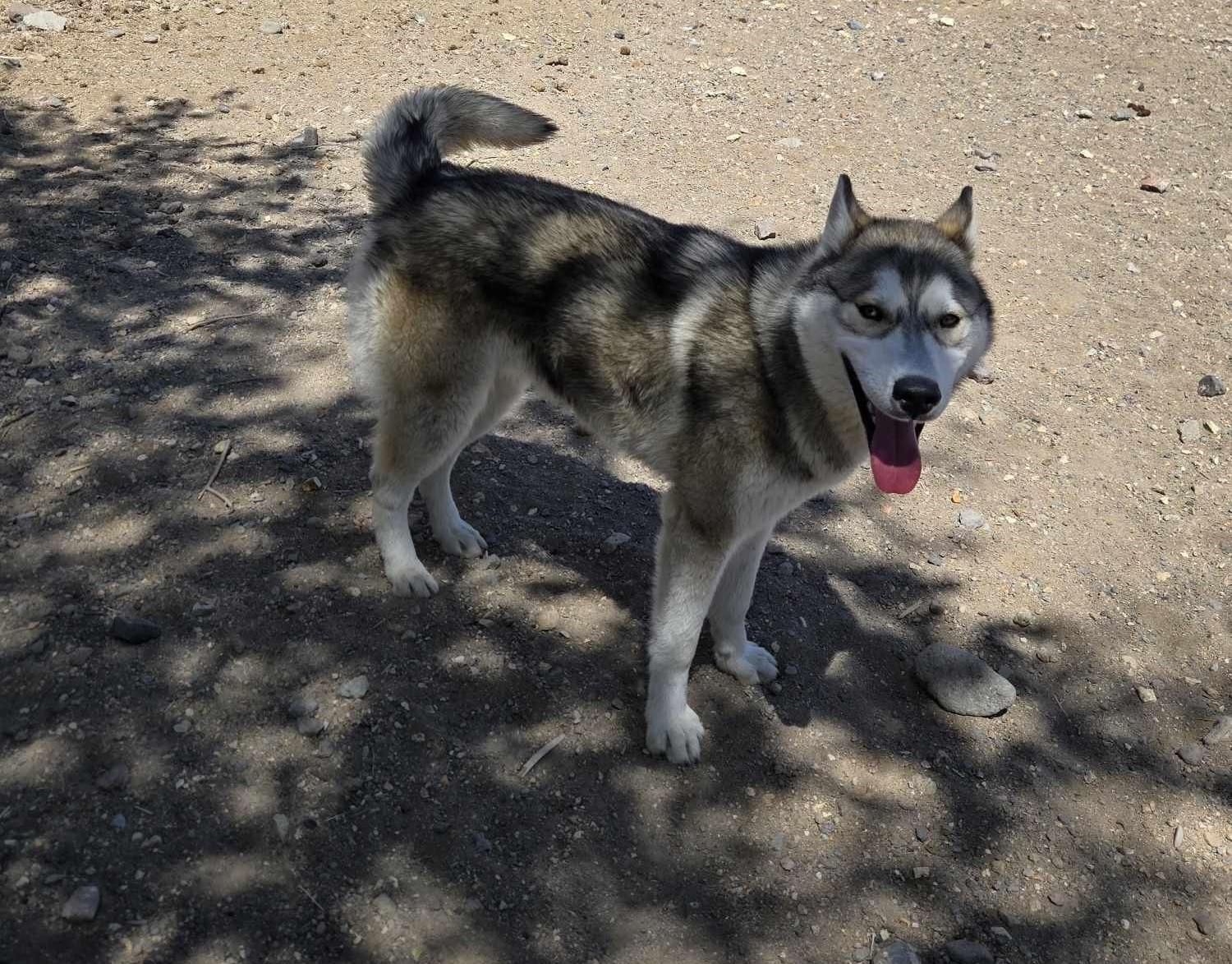 Ringo, an adoptable Husky in Silver Springs, NV, 89429 | Photo Image 1