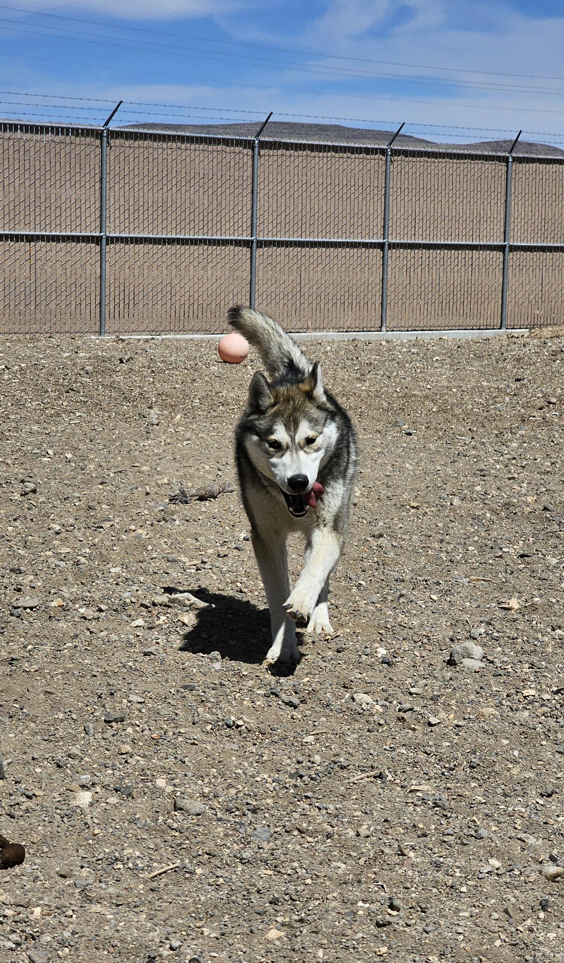 Ringo, an adoptable Husky in Silver Springs, NV, 89429 | Photo Image 5