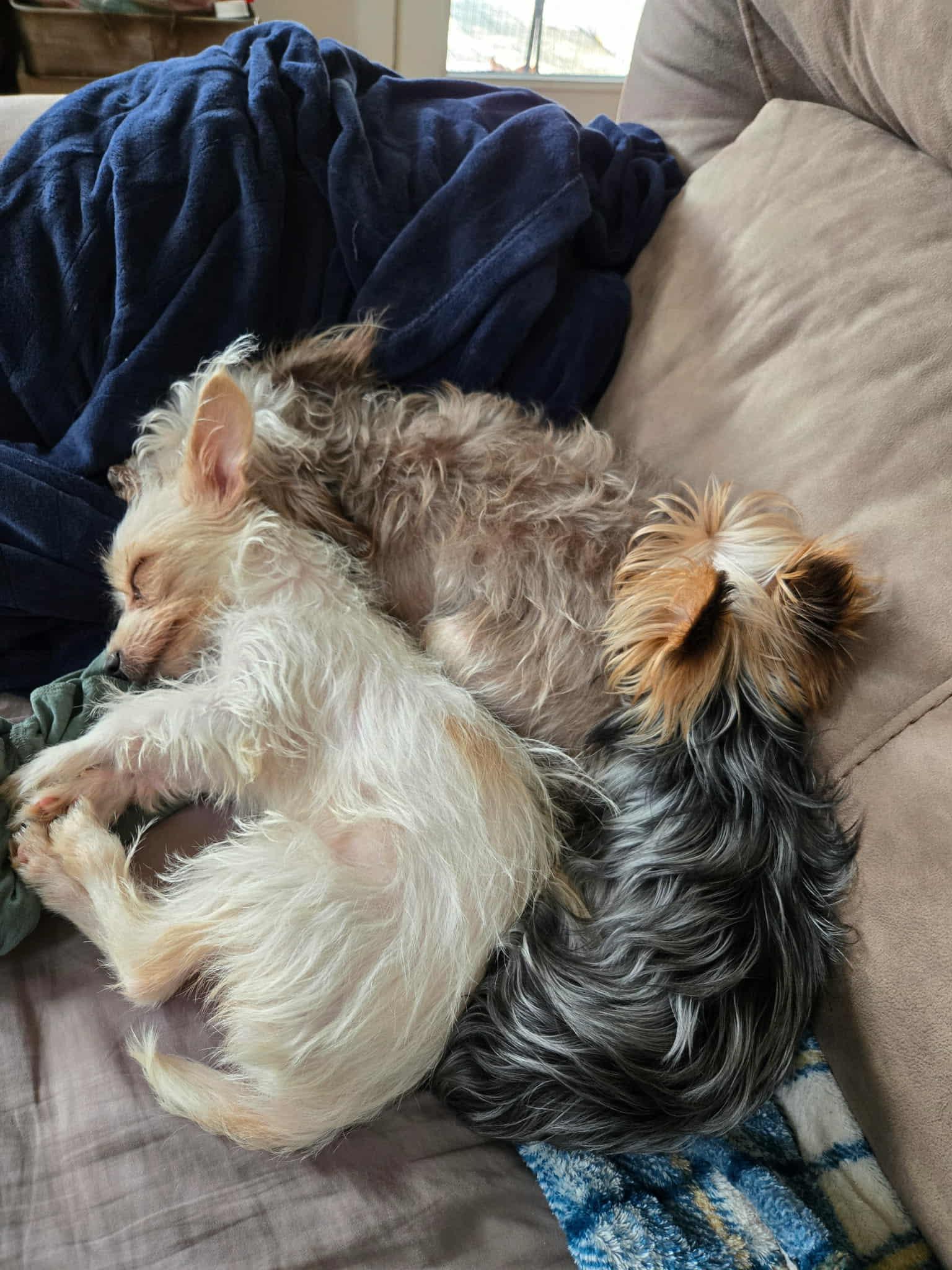 Peter Pan thumbnail 4