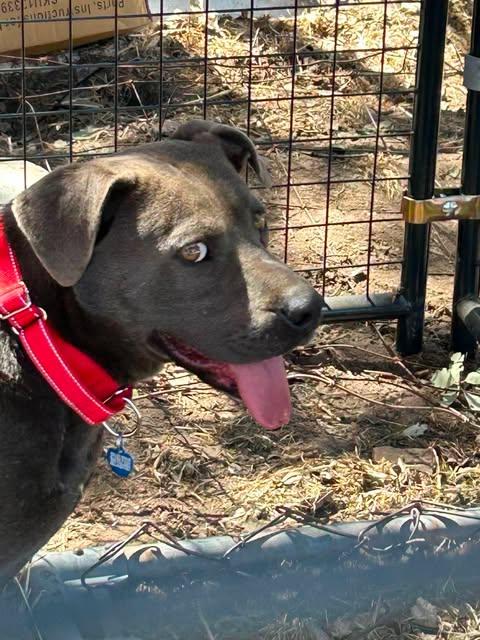 Enlarge Big Boy 2026 Oakhurst, CA, a ADOPTABLE American Staffordshire Terrier in Oakhurst, CA image 2/2