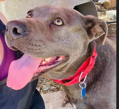 Enlarge Big Boy 2026 Oakhurst, CA, a ADOPTABLE American Staffordshire Terrier in Oakhurst, CA image 1/2