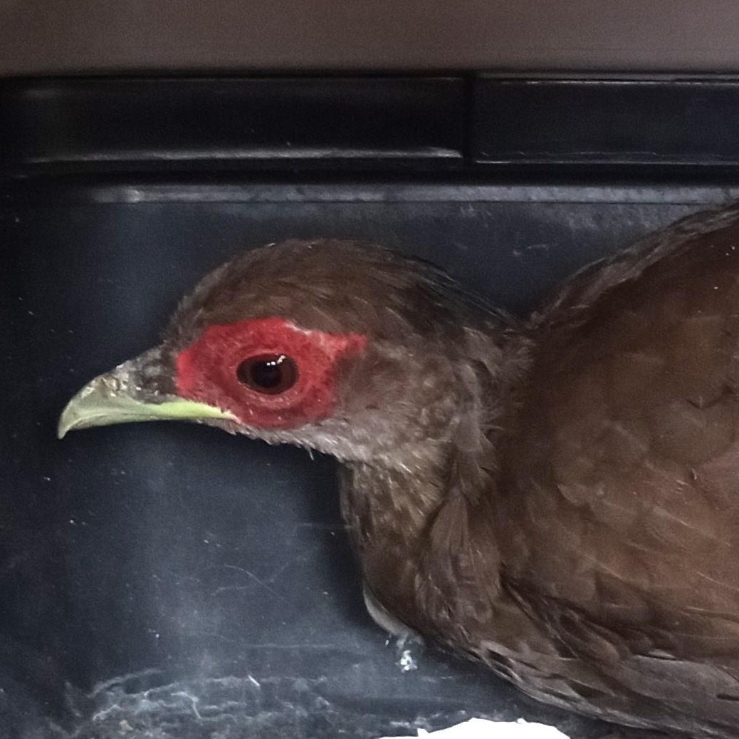 Beaky, adopted, Adult Female Pheasant.