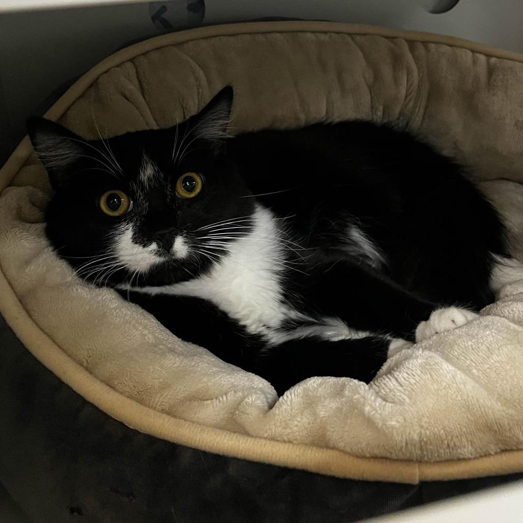 Enlarge Gia, a Adoptable Domestic Medium Hair in Yucca Valley, CA image 1/4