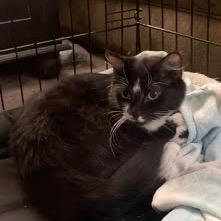 Enlarge Gia, a Adoptable Domestic Medium Hair in Yucca Valley, CA image 2/4