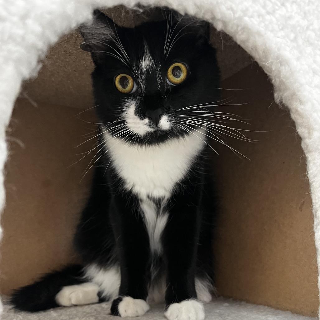 Enlarge Gia, a Adoptable Domestic Medium Hair in Yucca Valley, CA image 2/5