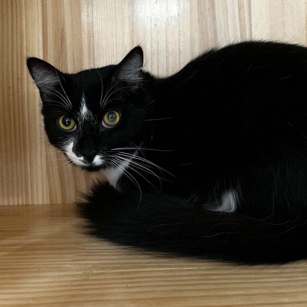 Enlarge Gia, a Adoptable Domestic Medium Hair in Yucca Valley, CA image 3/4