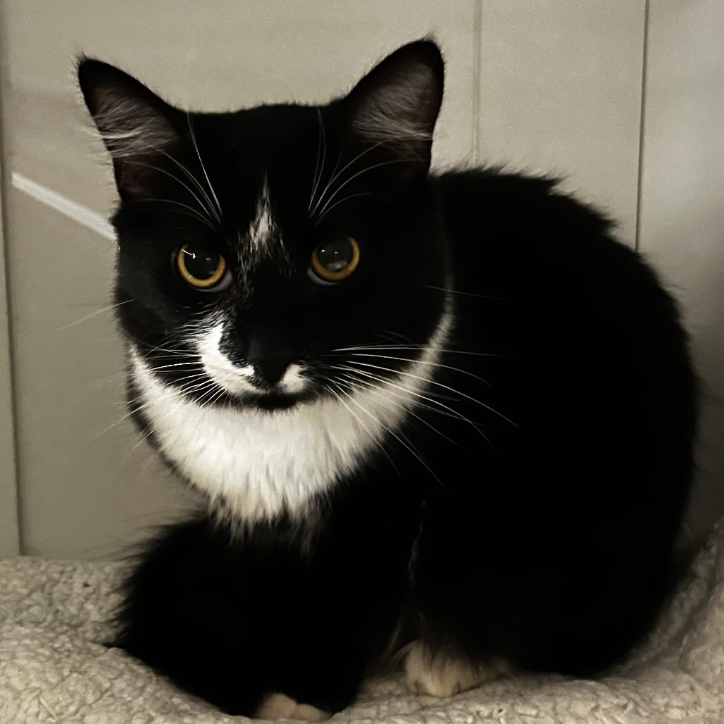 Enlarge Gia, a Adoptable Domestic Medium Hair in Yucca Valley, CA image 4/4