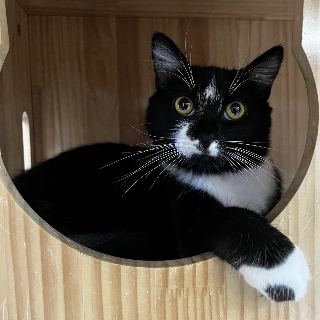 Enlarge Gia, a Adoptable Domestic Medium Hair in Yucca Valley, CA image 4/5