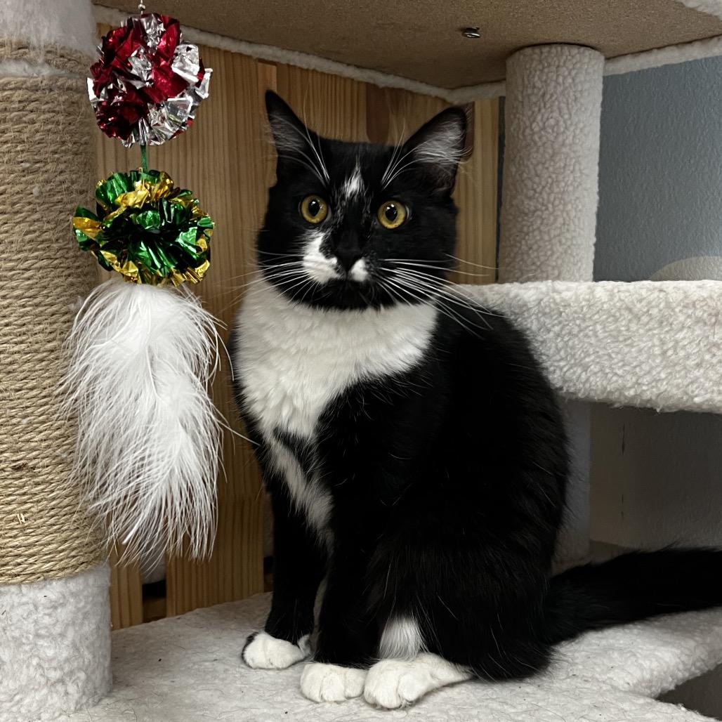 Enlarge Gia, a Adoptable Domestic Medium Hair in Yucca Valley, CA image 5/5