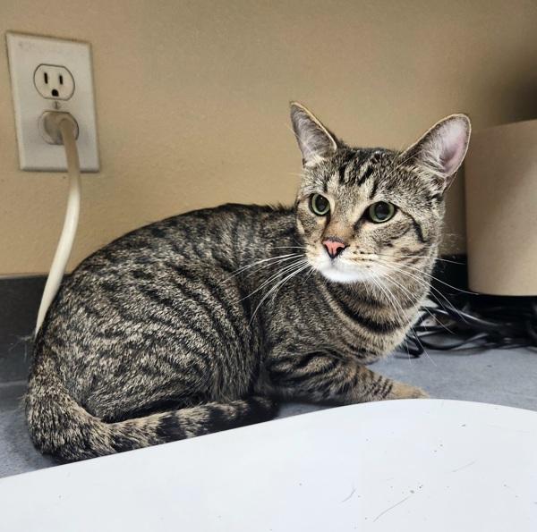 Enlarge Teddy, a Adoptable mixed breed in Kennewick, WA image 1/1