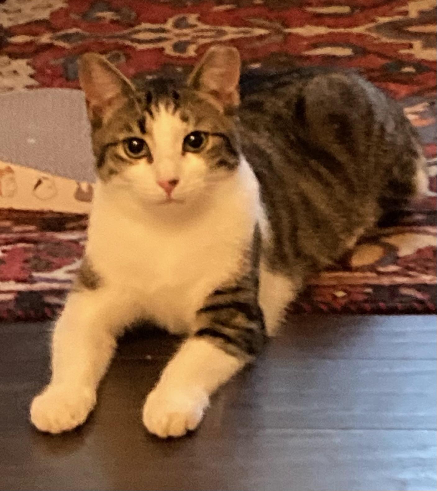 Enlarge Shirley 1yr, a ADOPTABLE Tabby in London, ON image 4/6