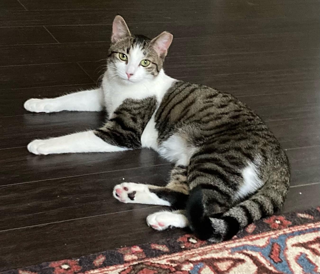 Enlarge Shirley 1yr, a ADOPTABLE Tabby in London, ON image 1/6