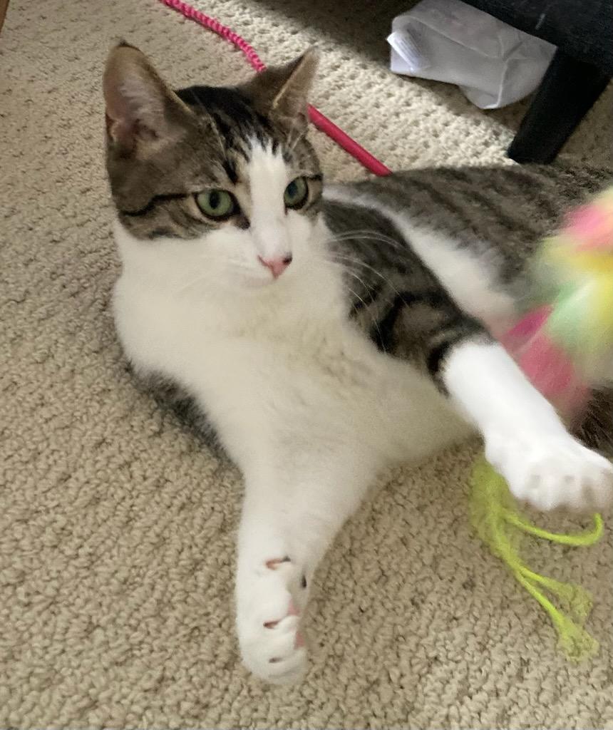 Enlarge Shirley 1yr, a ADOPTABLE Tabby in London, ON image 2/6