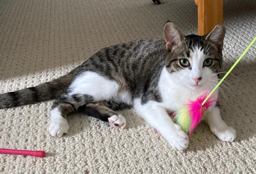 Enlarge Shirley 1yr, a ADOPTABLE Tabby in London, ON image 6/6