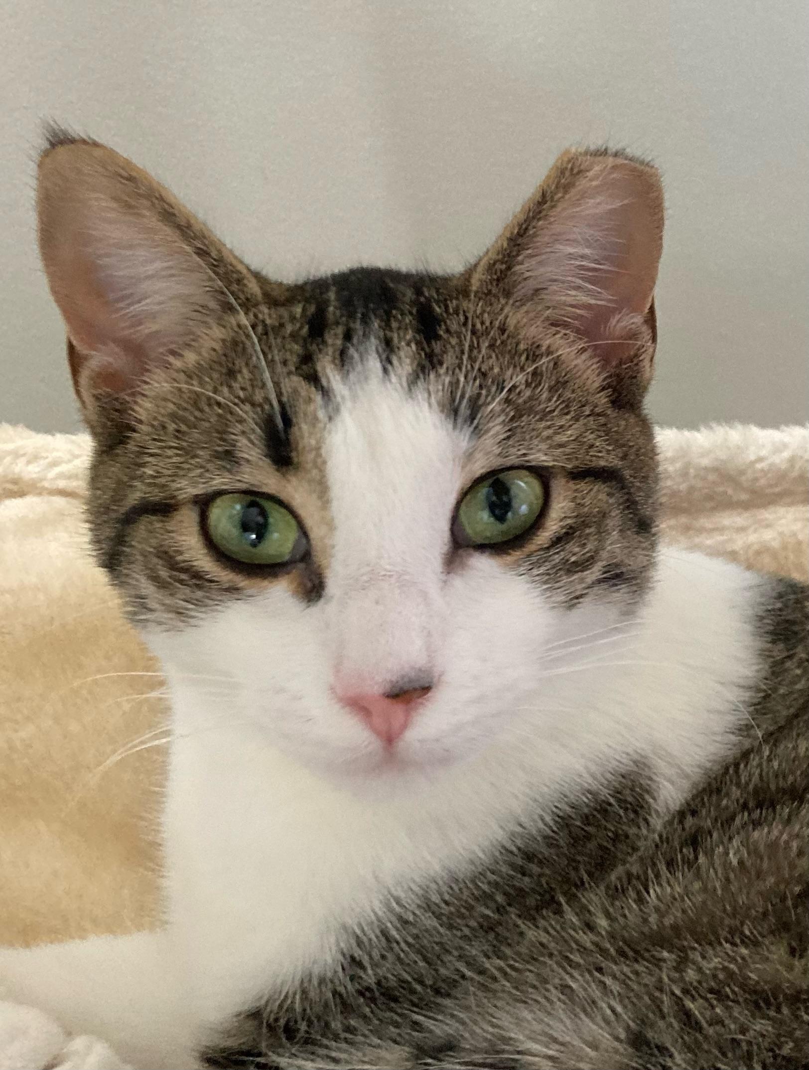 Shirley 10 mos, a ADOPTABLE Tabby in London, ON image 6/6