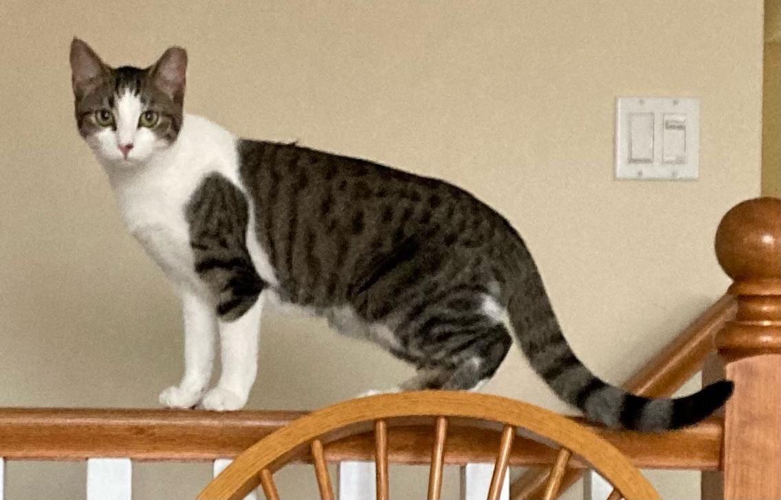 Enlarge Shirley 1yr, a ADOPTABLE Tabby in London, ON image 3/6