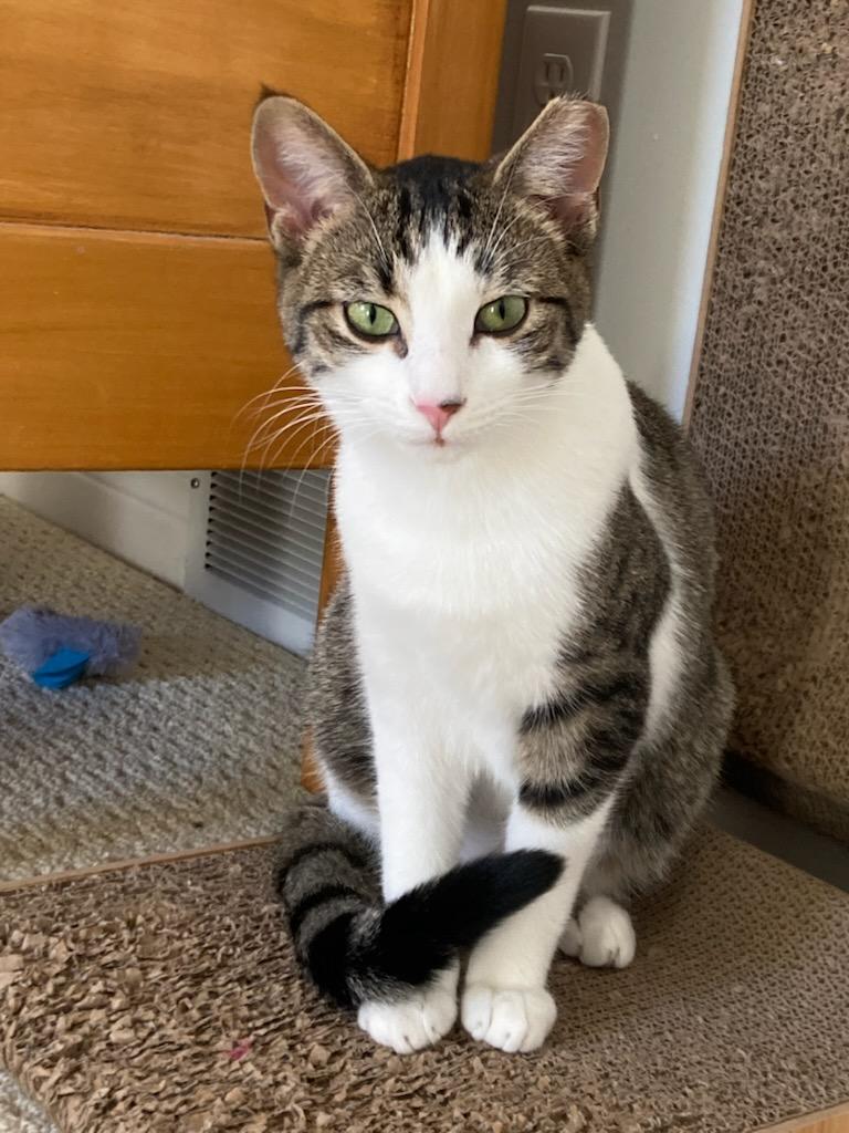 Enlarge Shirley 1yr, a ADOPTABLE Tabby in London, ON image 5/6