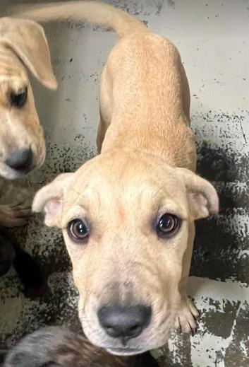 Crunch, Adopted, Young Female Redbone Coonhound.