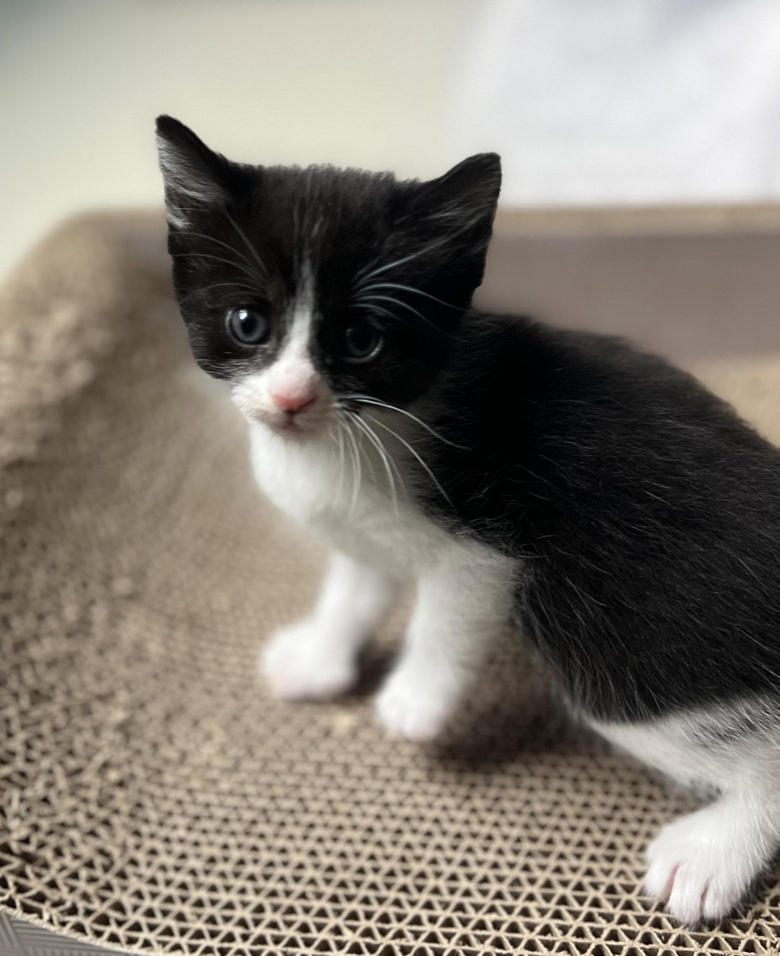 Enlarge Puffin, a Adopted Domestic Short Hair in Pittsboro, NC image 1/3