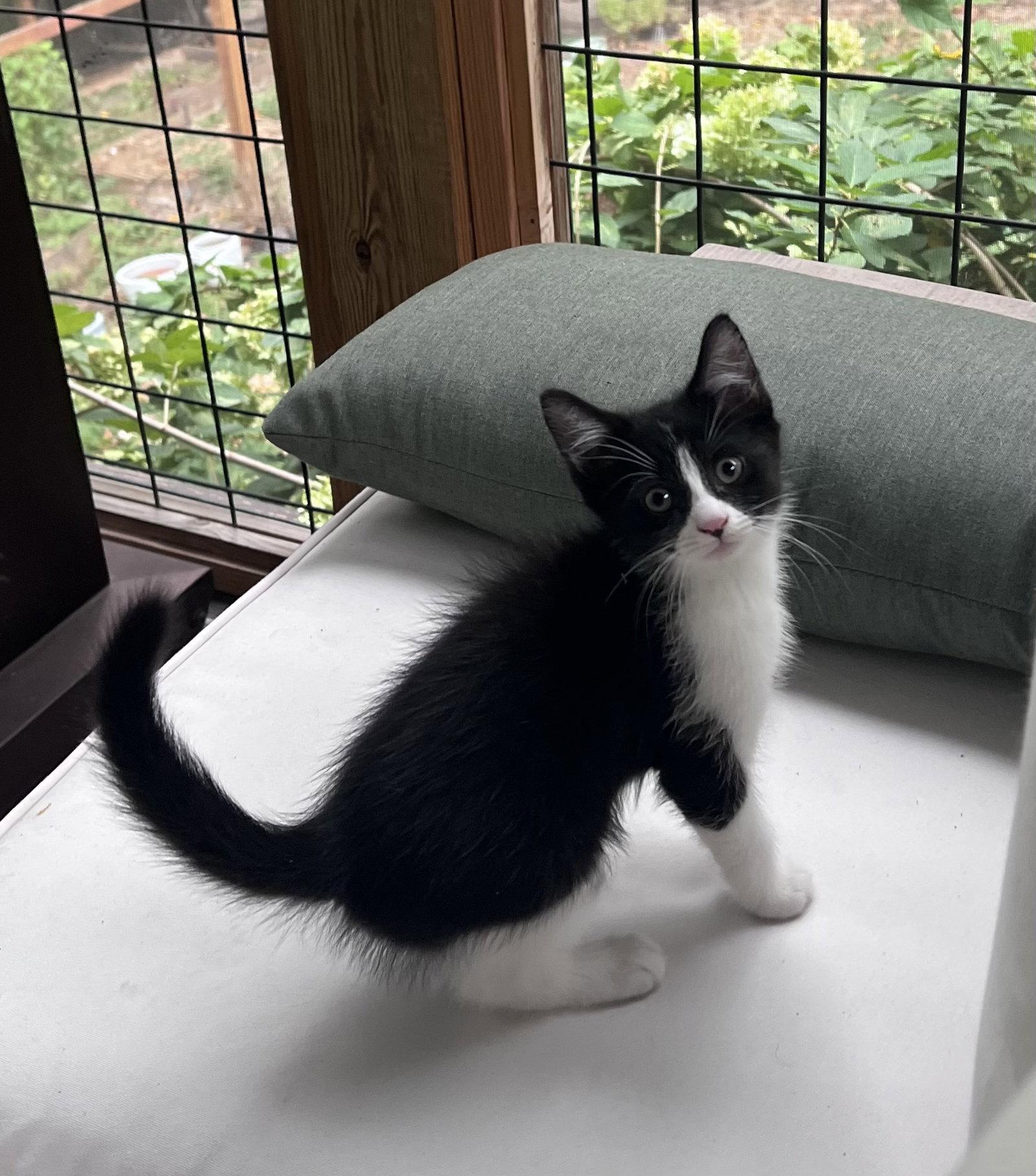 Enlarge Puffin, a Adopted Domestic Short Hair in Pittsboro, NC image 2/3