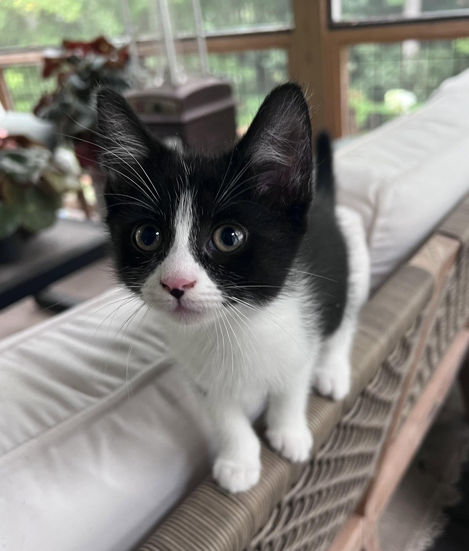 Enlarge Puffin, a Adopted Domestic Short Hair in Pittsboro, NC image 3/3