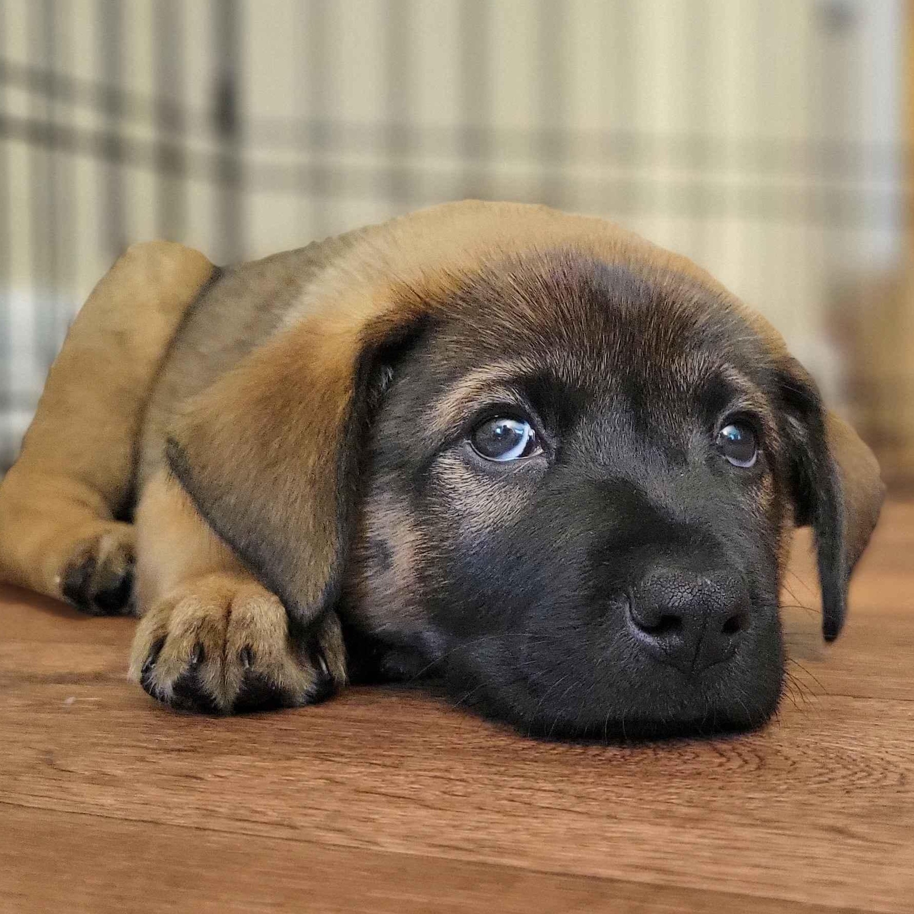 Enlarge Lucy, a Adopted mixed breed in Minneapolis, MN image 2/6