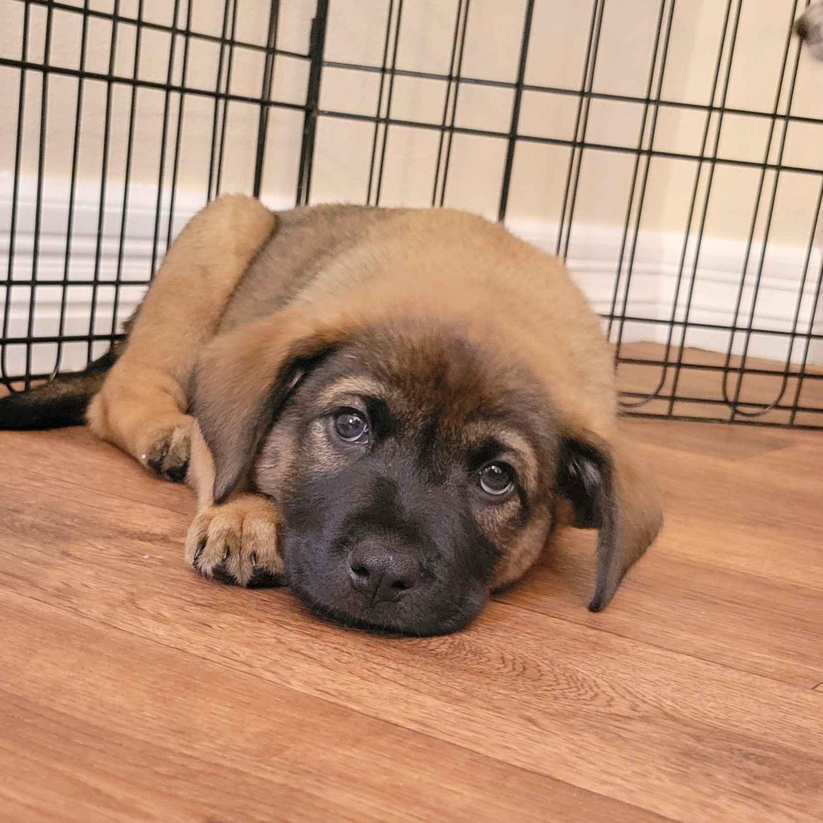 Enlarge Lucy, a Adopted mixed breed in Minneapolis, MN image 3/6