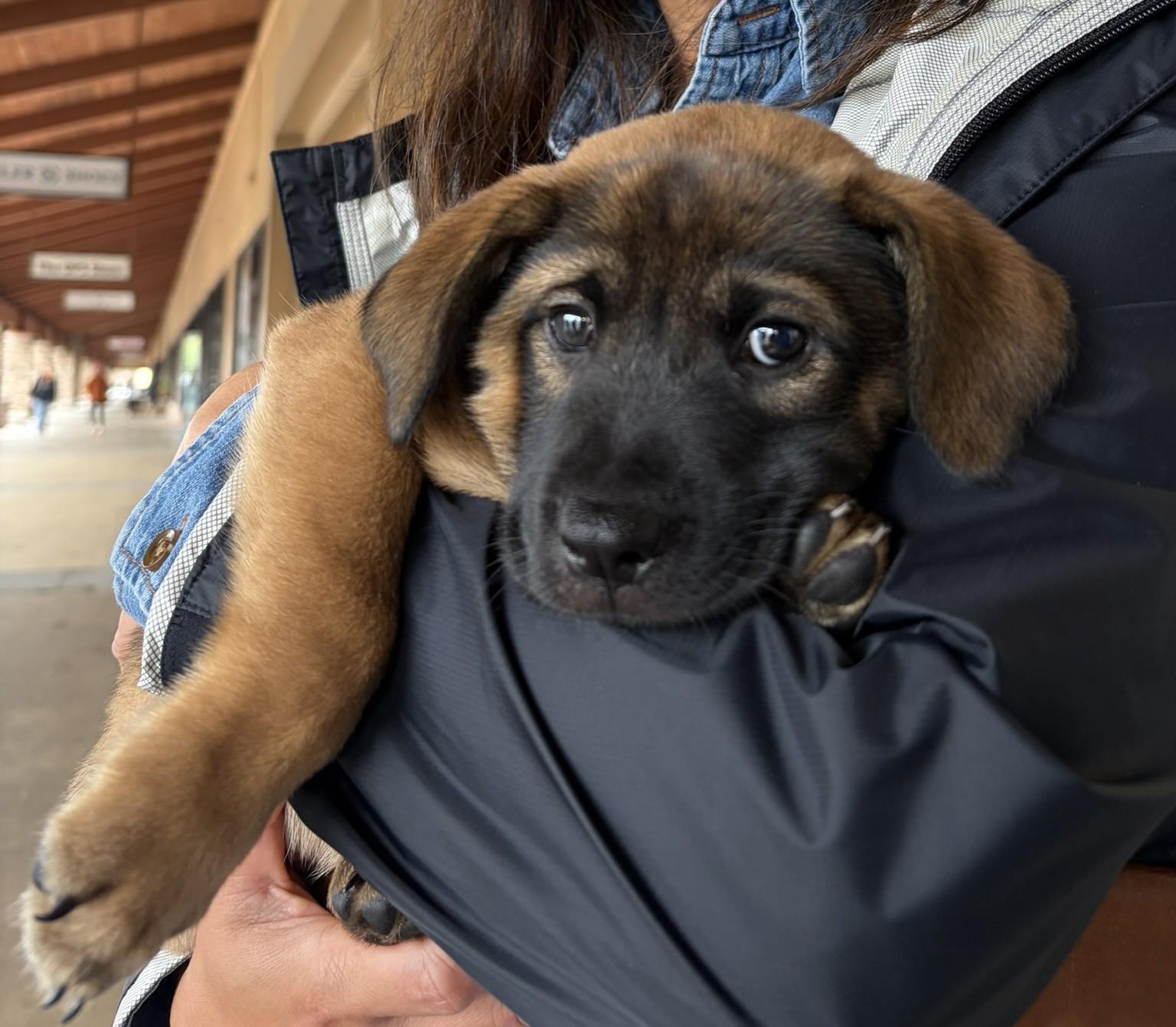 Enlarge Lucy, a Adopted mixed breed in Minneapolis, MN image 6/6