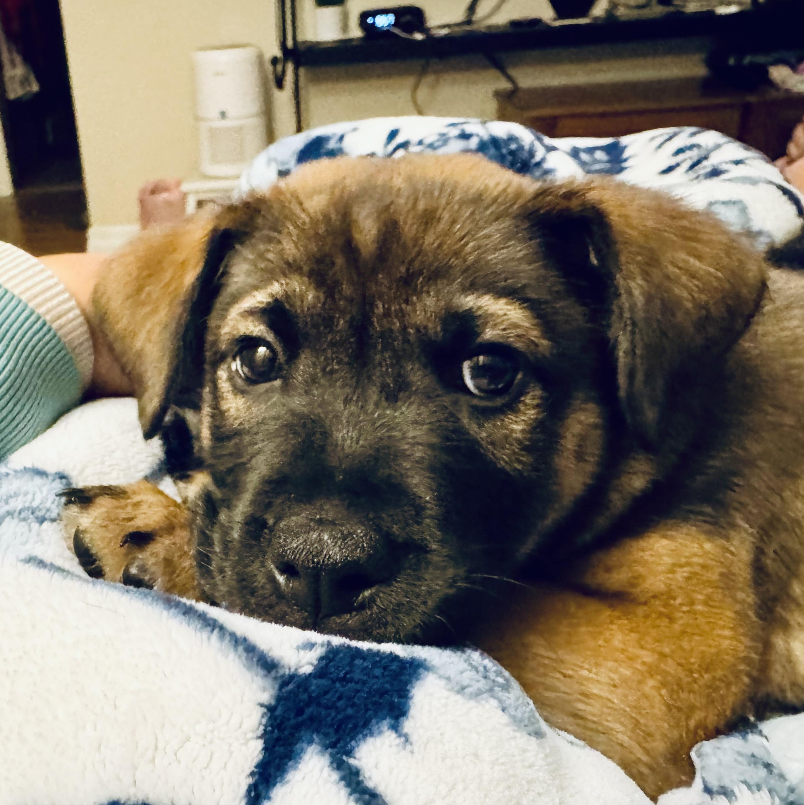 Enlarge Lucy, a Adopted mixed breed in Minneapolis, MN image 4/6