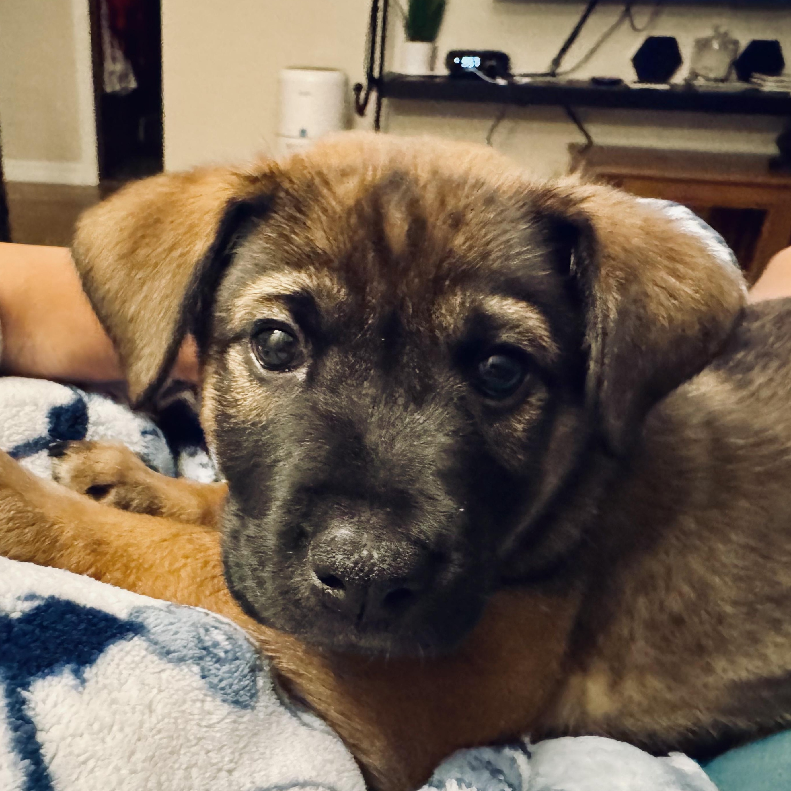 Lucy, Adopted, Puppy Female Retriever & Hound.