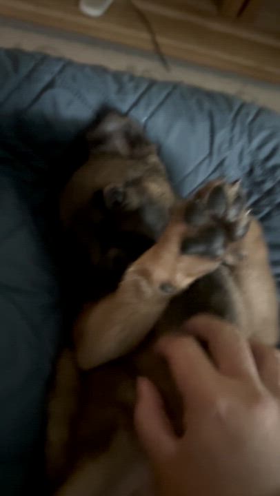 Enlarge Lucy, a Adopted mixed breed in Minneapolis, MN video 5/6