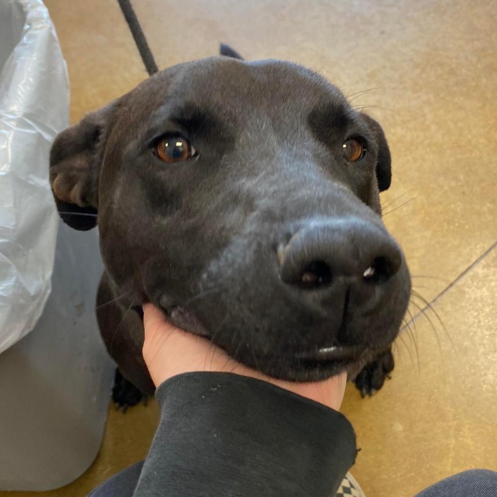 Trixie - 091111U2, Adoptable, Senior Female Retriever & Mixed Breed.
