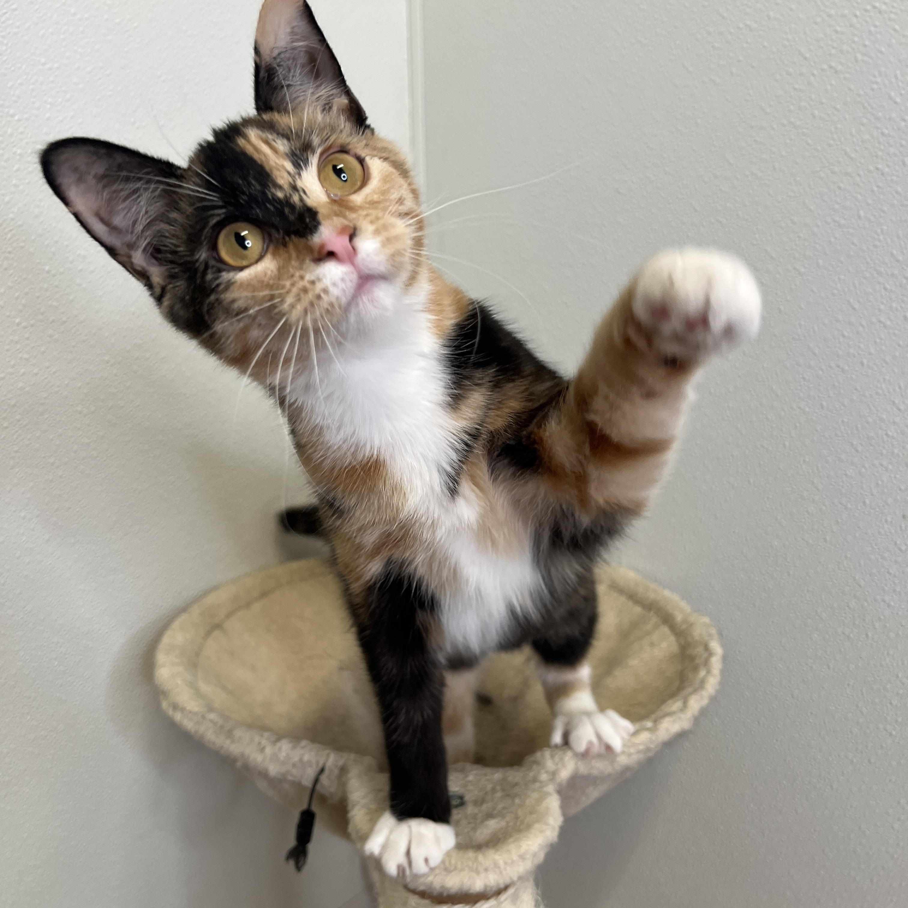 Enlarge Angel, a Adoptable Domestic Short Hair in Frankenmuth, MI image 4/5