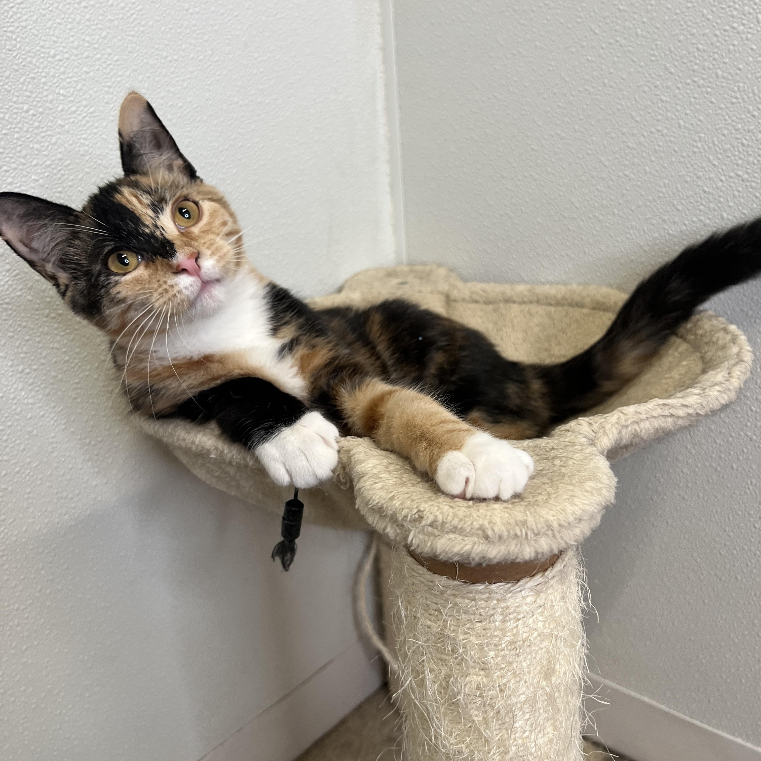 Enlarge Angel, a Adoptable Domestic Short Hair in Frankenmuth, MI image 5/5