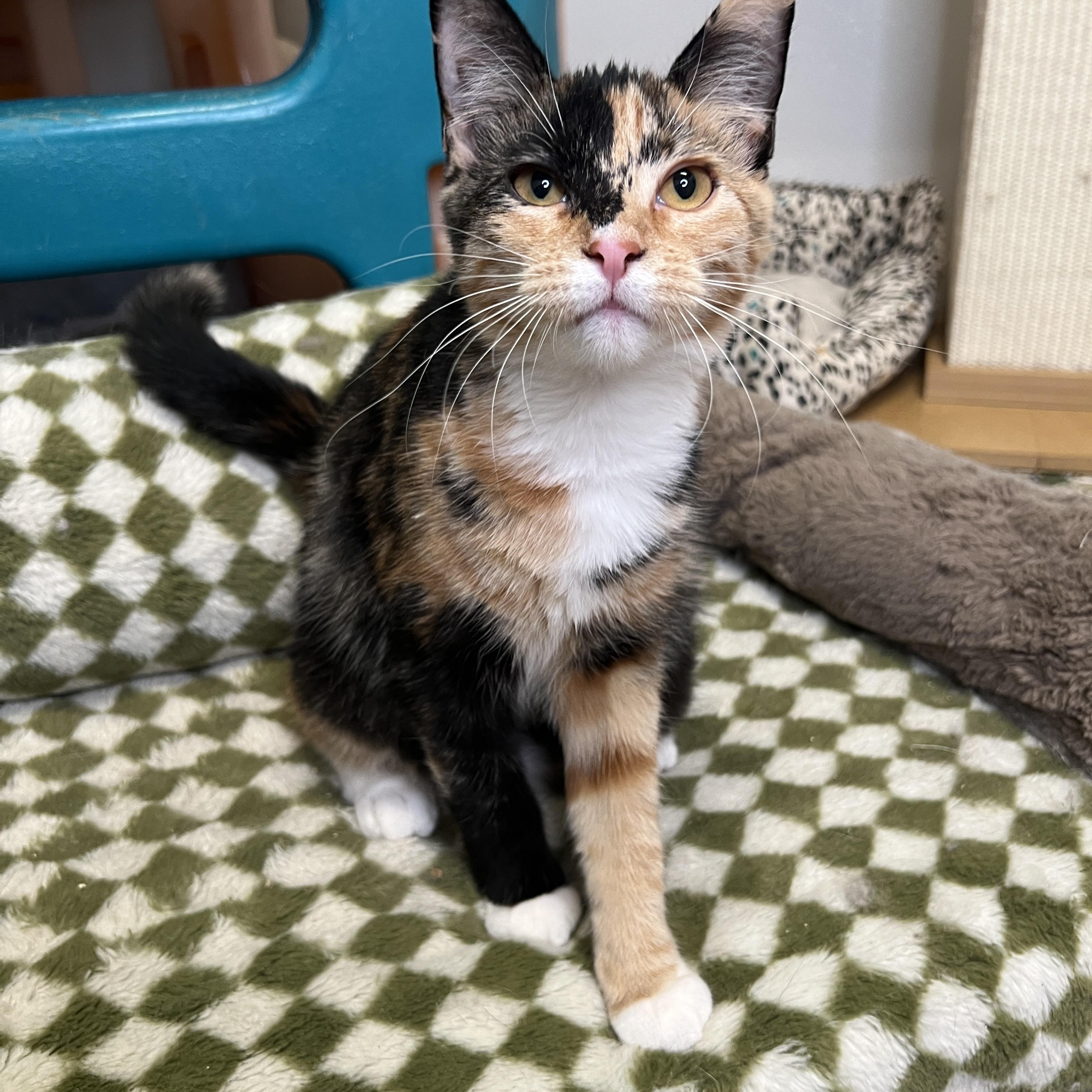 Enlarge Angel, a Adoptable Domestic Short Hair in Frankenmuth, MI image 3/5