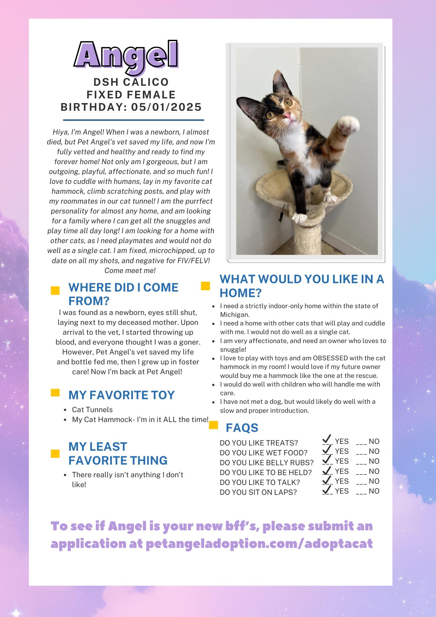 Enlarge Angel, a Adoptable Domestic Short Hair in Frankenmuth, MI image 2/5