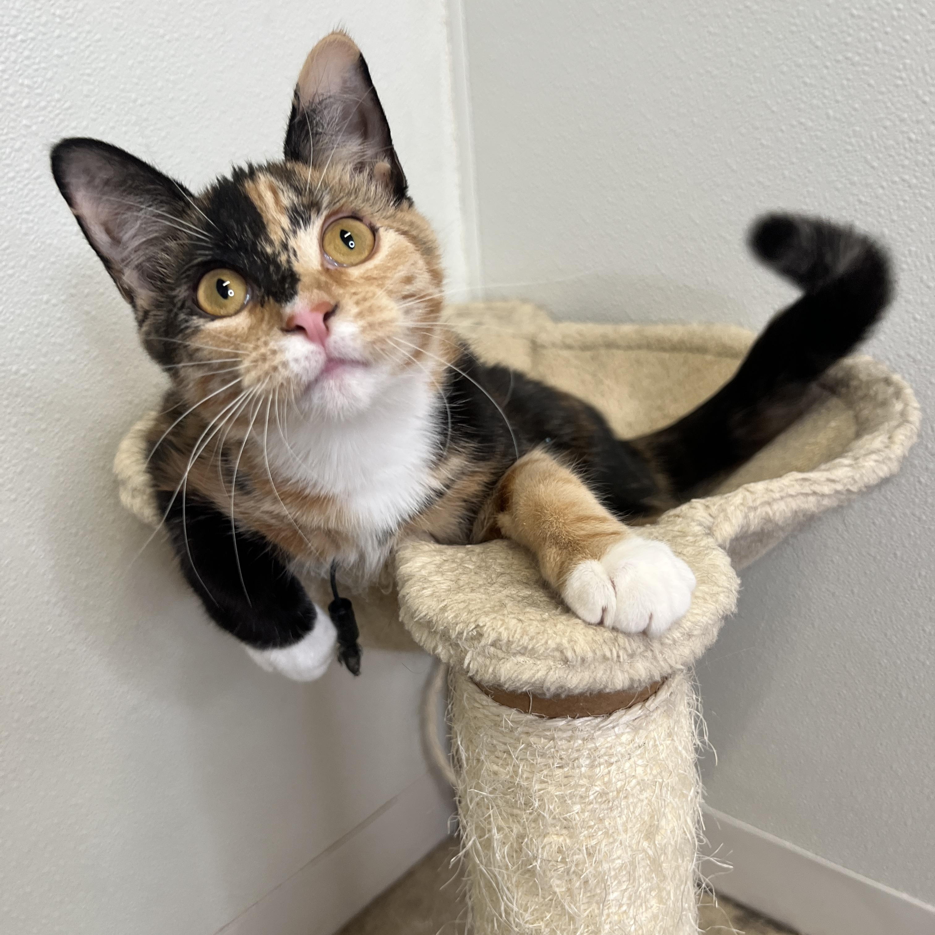 Angel, Adoptable, Young Female Domestic Short Hair.
