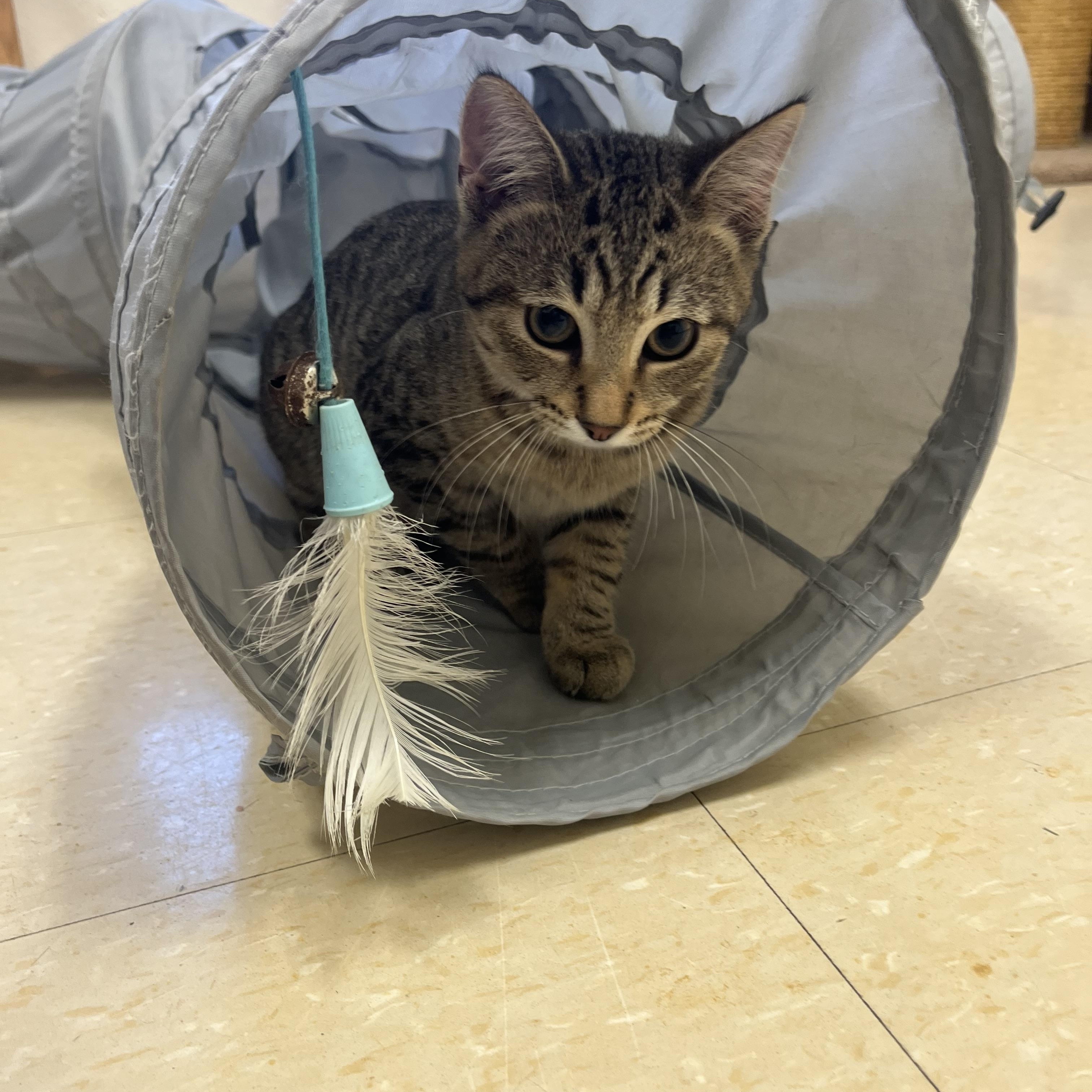 Enlarge Chipmunk, a Adoptable Domestic Short Hair in Red Wing, MN image 2/5
