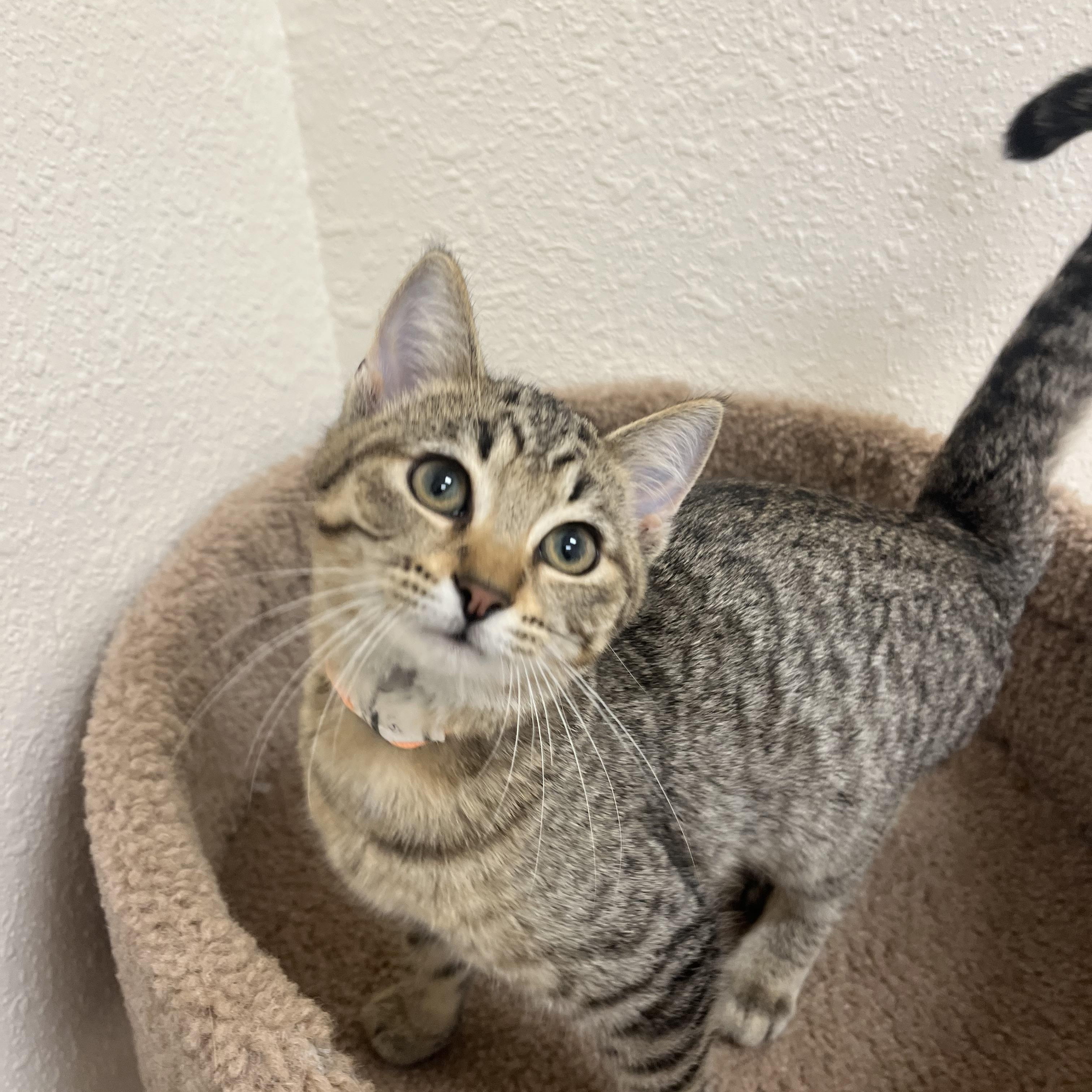 Enlarge Chipmunk, a Adoptable Domestic Short Hair in Red Wing, MN image 4/5