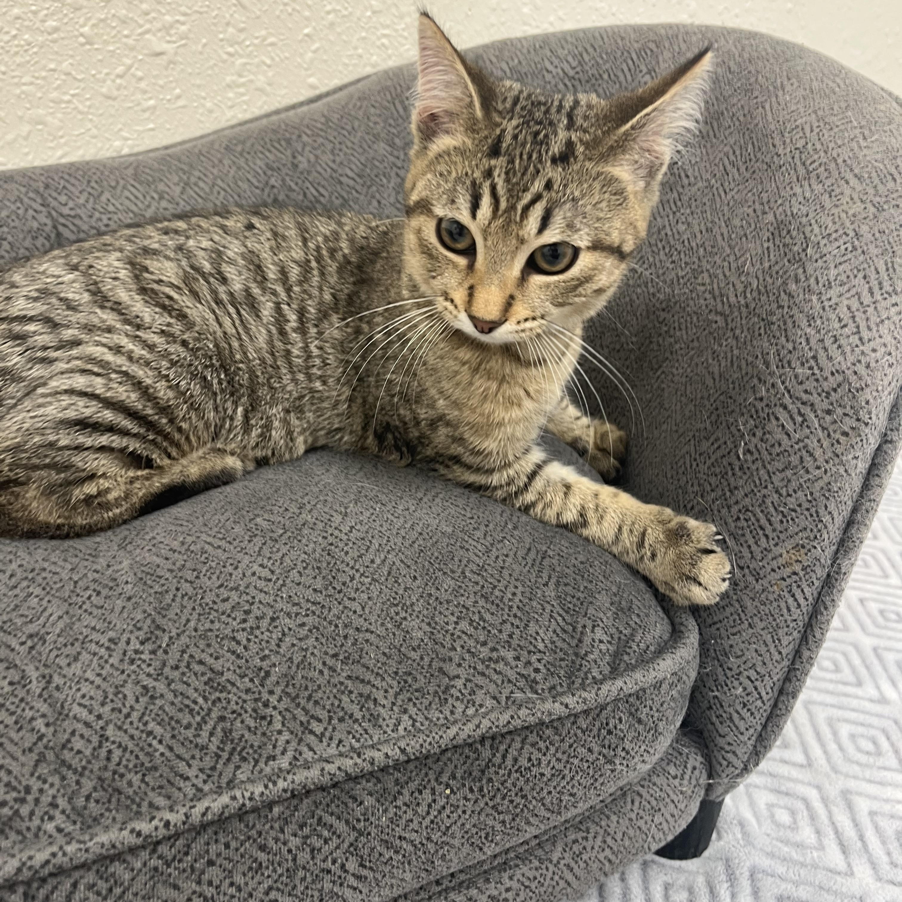 Enlarge Chipmunk, a Adoptable Domestic Short Hair in Red Wing, MN image 3/5